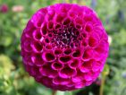 Dahlia