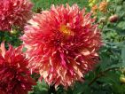 Dahlia