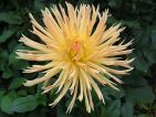 Dahlia