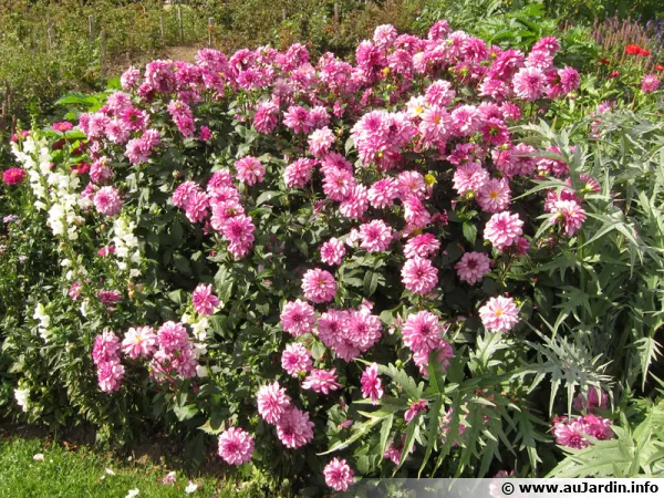 Un beau massif de dahlias avant l'heure !