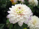 Dahlia commun, Dahlia x pinnata