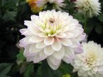 Dahlia fleur Dahlia fleur