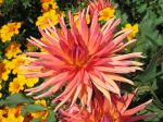 Fleur de dahlia type cactus Fleur de dahlia type cactus