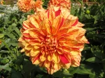 Fleur de dahlia type d�coratif