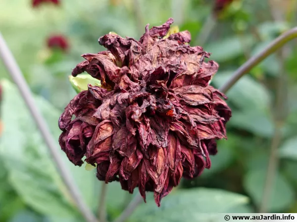 Laisser les fleurs faner sur pied en attente de la formation des graines à récolter