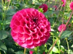 Fleur de dahlia type pompon
