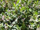 Daphn du Tibet, Daphne tangutica