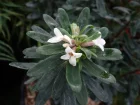 Daphn d't Eternel Fragrance, Daphne x transatlantica 'Eternel Fragrance' 