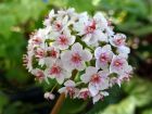 Darmera pelt, Rhubarbe indienne, Plante parapluie, Darmera peltata