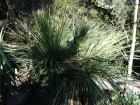 Dasylire acrotriche, Dasylirion acrotrichum