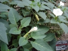 Les plantes magiques