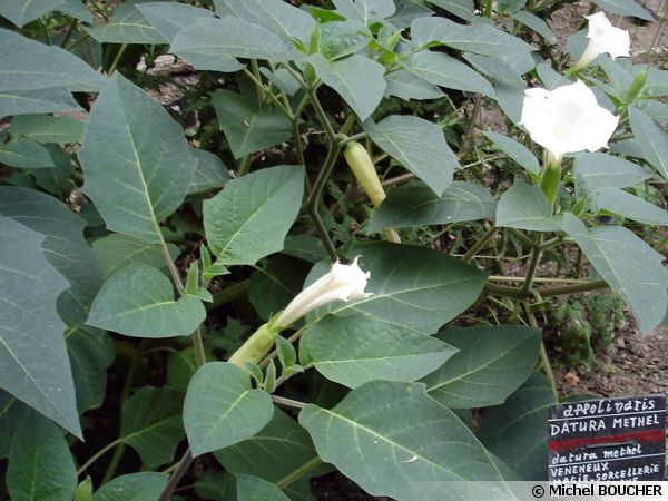 Le datura metel, une plante magique