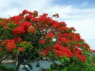 Flamboyant, Delonix regia