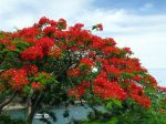 Flamboyant, Delonix regia, Poinciana regia Flamboyant, Delonix regia, Poinciana regia