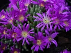 Dlosperma  feuilles cylindriques, Delosperma spalmanhode