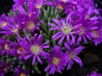 Délosperma à feuilles cylindriques, Delosperma spalmanhoïde Délosperma à feuilles cylindriques, Delosperma spalmanhoïde
