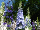 Pieds dalouette, dauphinelle, Delphinium grandiflorum, Delphinium elatum