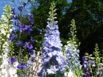 Pieds d�alouette, dauphinelle, Delphinium grandiflorum, Delphinium elatum