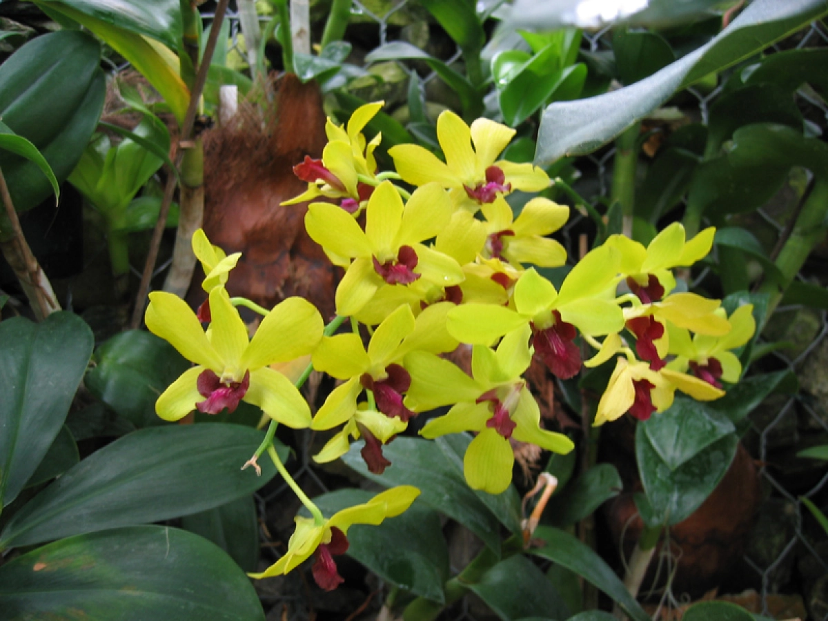 Orchidée bambou (Dendrobium nobile) - Conservation Nature