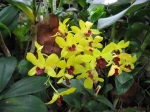 Orchid�e bambou, Dendrobium 'tongchai gold'
