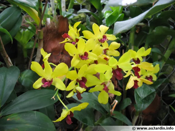 Orchide bambou, Dendrobium 'tongchai gold'