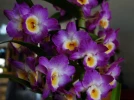 Bouturer le dendrobium