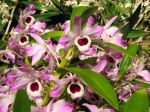 Fleurs du Dendrobium nobile