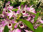 Fleurs du Dendrobium nobile