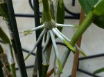 Bouturer le Dendrobium nobile par séparation des keikis