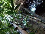 Bambou géant, Bambou asper, Dendrocalamus asper Bambou géant, Bambou asper, Dendrocalamus asper