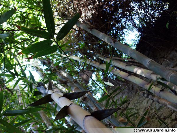 Bambou : planter, cultiver, multiplier