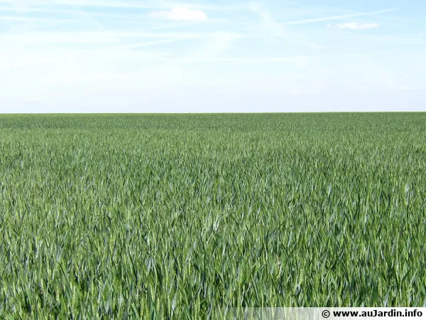 Les déserts verts