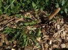 10 astuces pour d�sherber son jardin