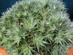 Abromeitiella tapissante, Deuterocohnia brevifolia