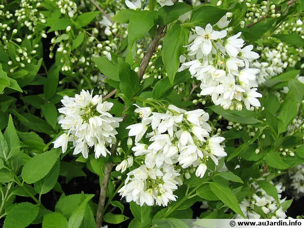 Deutzie grêle, Deutzia gracilis