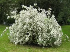Deutzia lgant, Deutzia x elegantissima