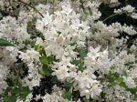 Fleurs de Deutzia x elegantissima Fleurs de Deutzia x elegantissima