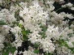Fleurs de Deutzia x elegantissima