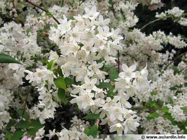 Bonjour , Bonsoir - Page 38 Deutzia-x-elegantissima-fleur-600x450