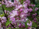 Deutzie Mont Rose, Deutzia X hybrida 'MontRose'