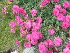 Oeillet mignardise, Dianthus plumarius