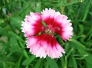 Oeillet de Chine, Dianthus sinensis, Dianthus chinensis
