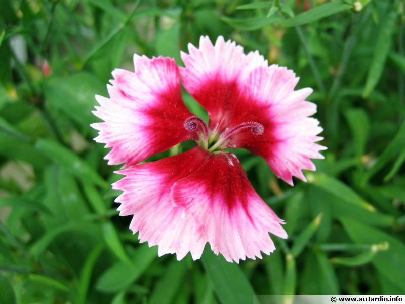 Oeillet de Chine, Dianthus sinensis, Dianthus chinensis : planter ...