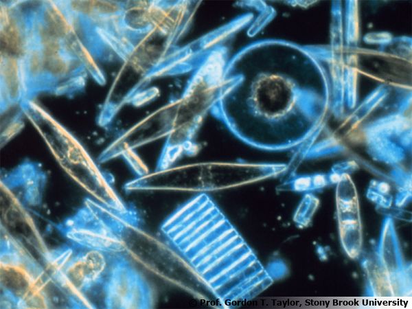 Diatomées marines vues au microscope