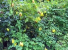 Dicentra grimpant, Larmes d'or, Dactylocapnos scandens