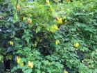 Dicentra grimpant, Larmes d'or, Dactylocapnos scandens