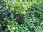 Dicentra grimpant, Larmes d'or, Dactylocapnos scandens, Dicentra grimpant, Larmes d'or, Dicentra scandens