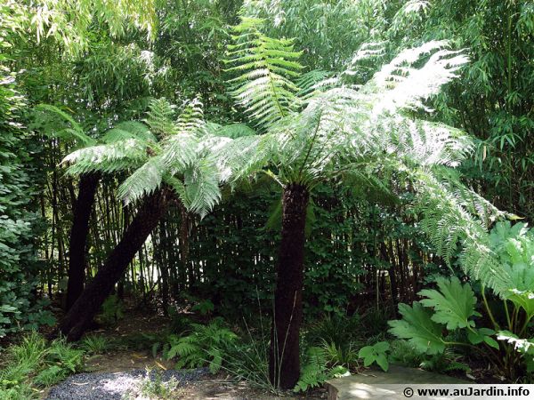 Dicksonia antartica, une fougère exotique du plus bel effet au jardin