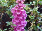 Digitale pourpre, doigtier, Gants de bergre, Queue de loup, Digitalis purpurea