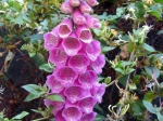Fleurs de la digitale pourpr�e